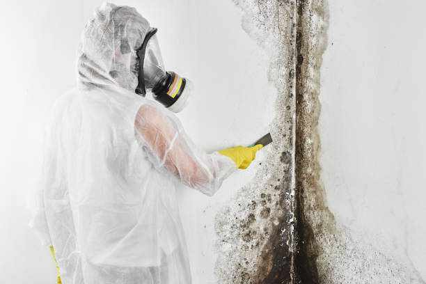 Best Residential Mold Removal  in Caldwell, NJ