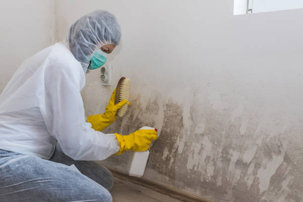 Best Mold Cleaning Services  in Caldwell, NJ
