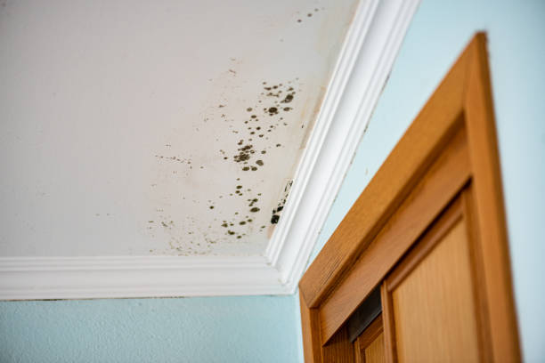 Best Mold Removal Near Me  in Caldwell, NJ