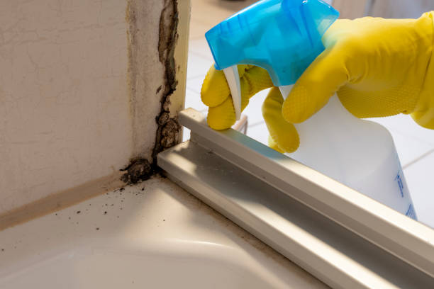 Best Mold Remediation Experts  in Caldwell, NJ