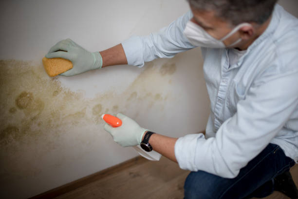 Best Best Mold Removal Companies  in Caldwell, NJ