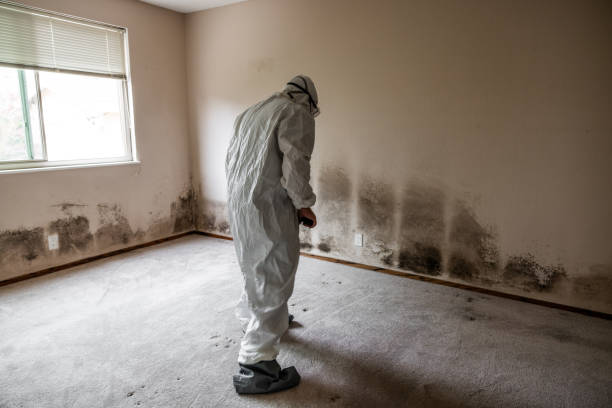 Best Affordable Mold Removal  in Caldwell, NJ