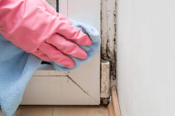 Best Commercial Mold Removal  in Caldwell, NJ